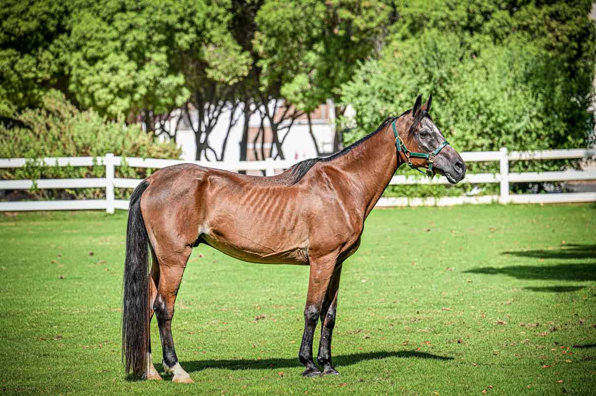 Marley (Can Cr Eclipse)